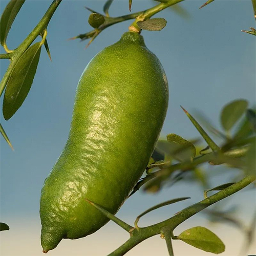 finger lemon