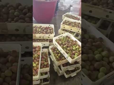 fresh sweet lychee wholesale
