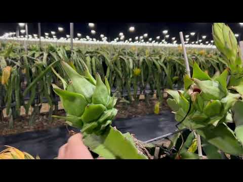fresh red dragon fruit wholesale