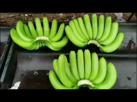 organic sweet green banana