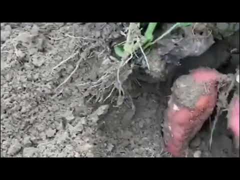 sweet potato