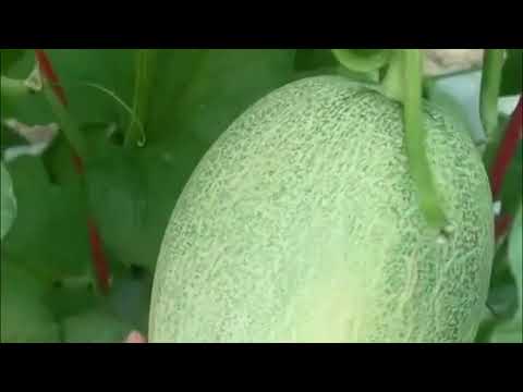 cantaloupe