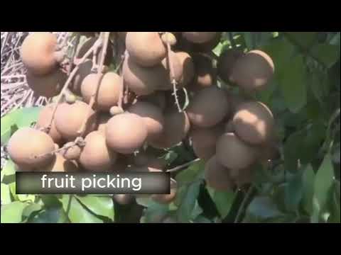sweet longan wholesale
