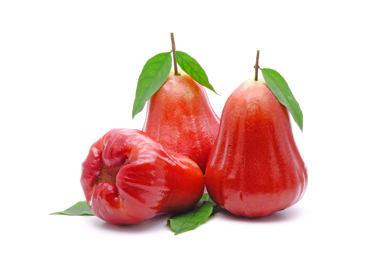 wax apple wholesale